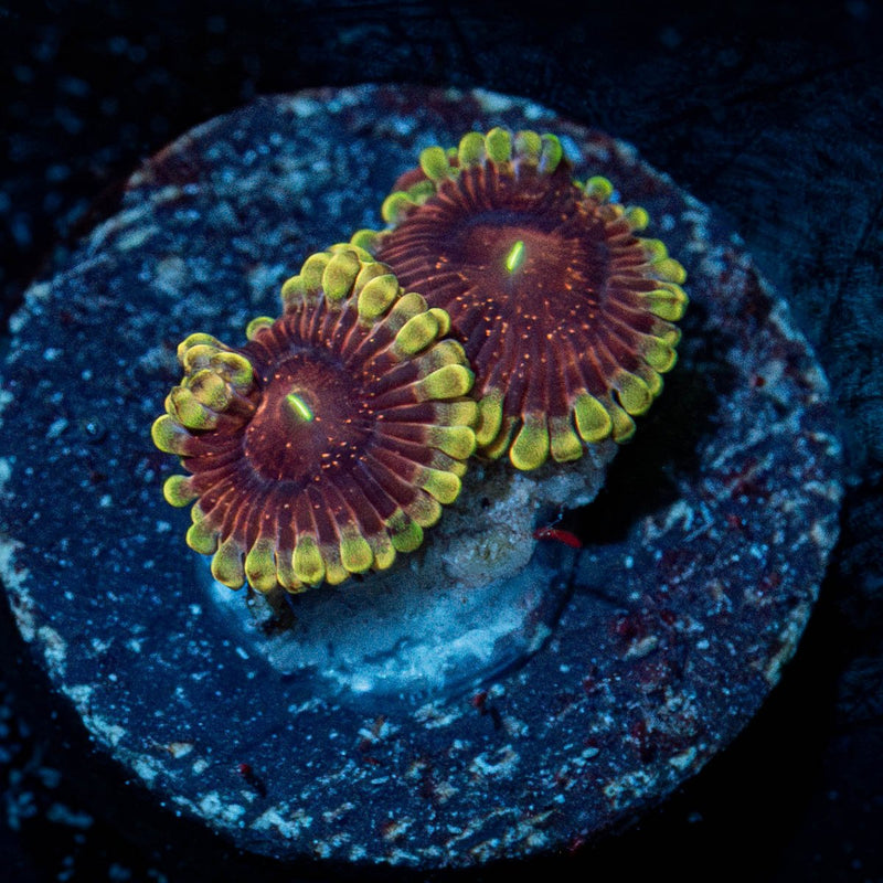 Lunar Eclipse Zoanthid