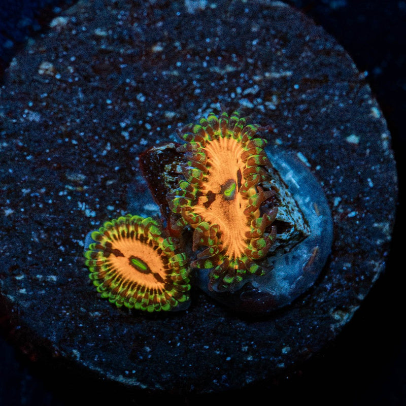 Pumpkin Smashers Zoanthid