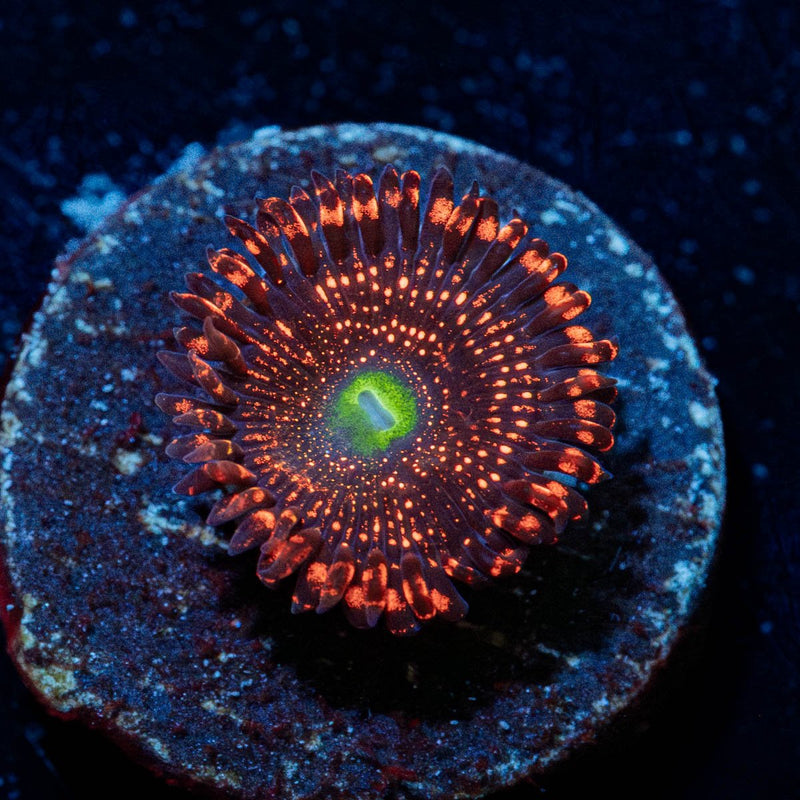 Illuminati Zoanthid