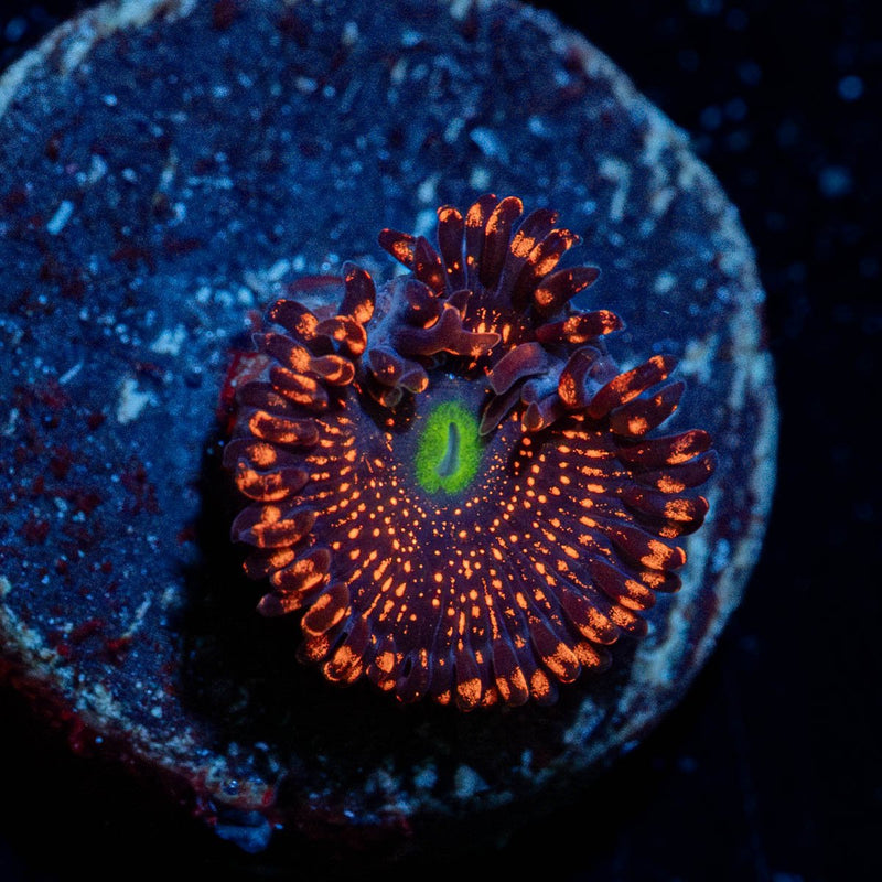Illuminati Zoanthid