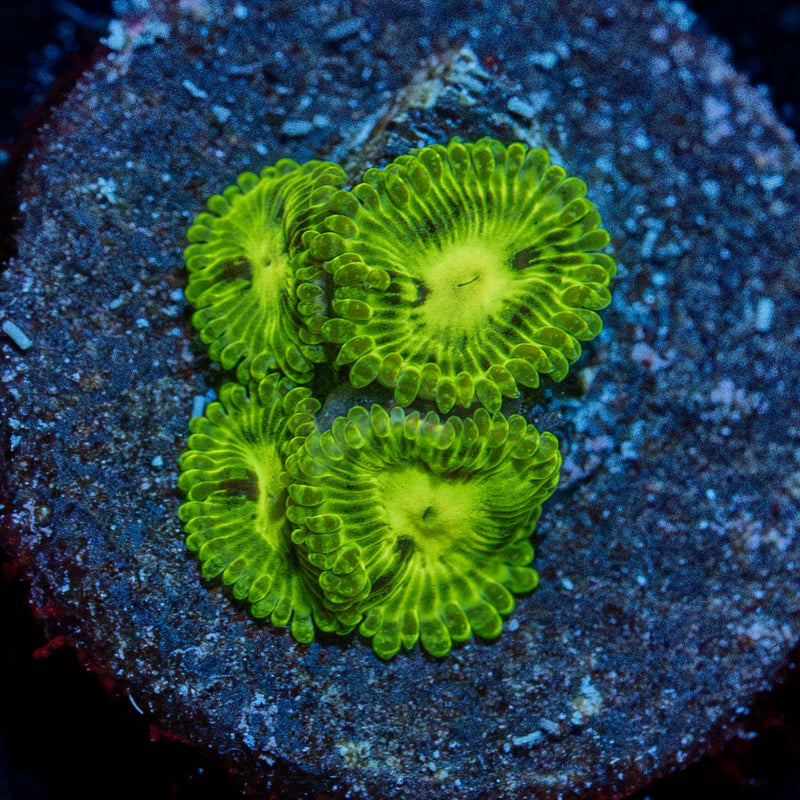 Emeralds Muals Zoanthid