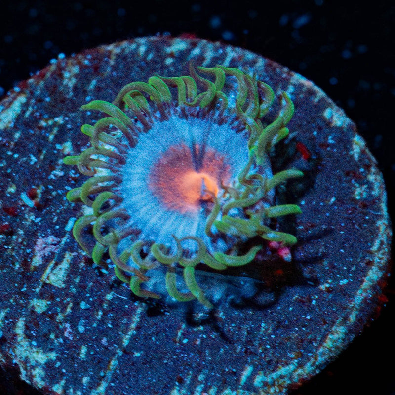 Miami Vice Zoanthid