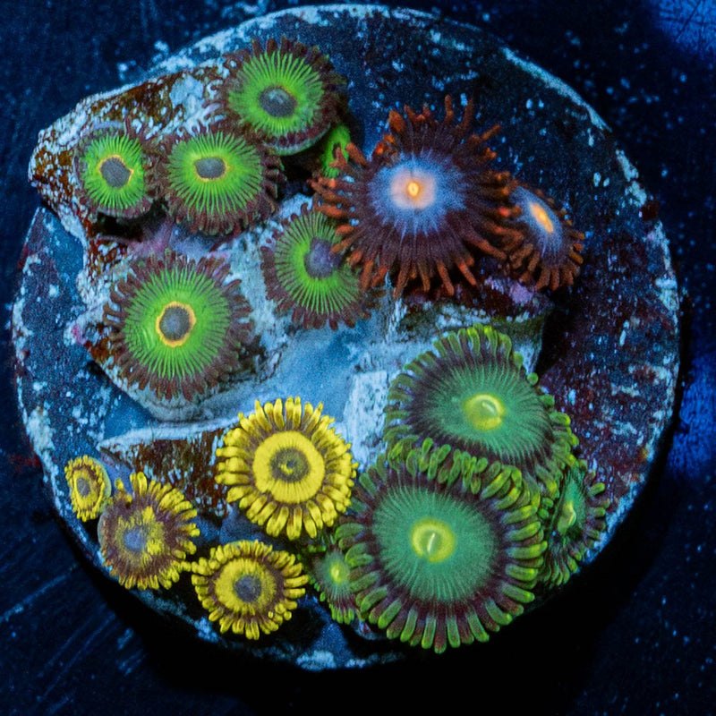 Zoanthid Combo Plug
