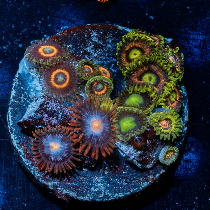 Zoanthid Combo Plug