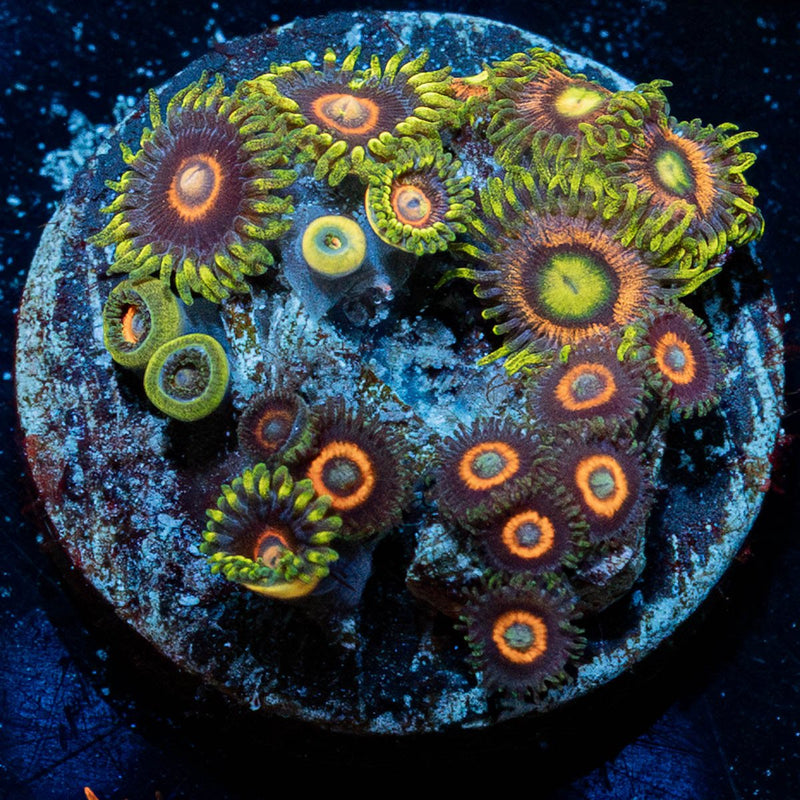 Zoanthid Combo Plug