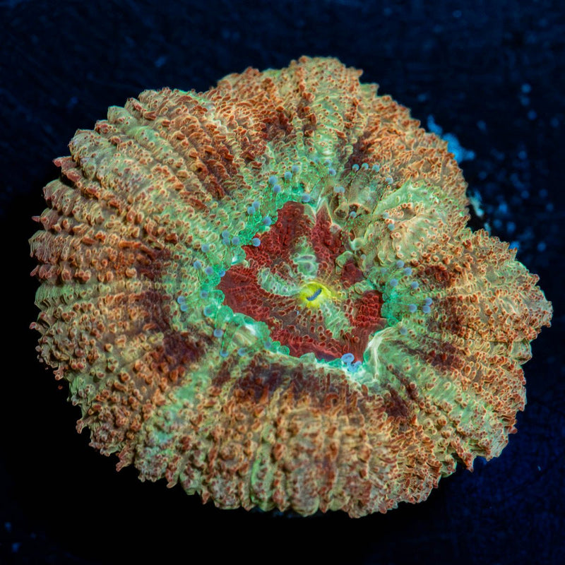 Red Fox Asian Acan
