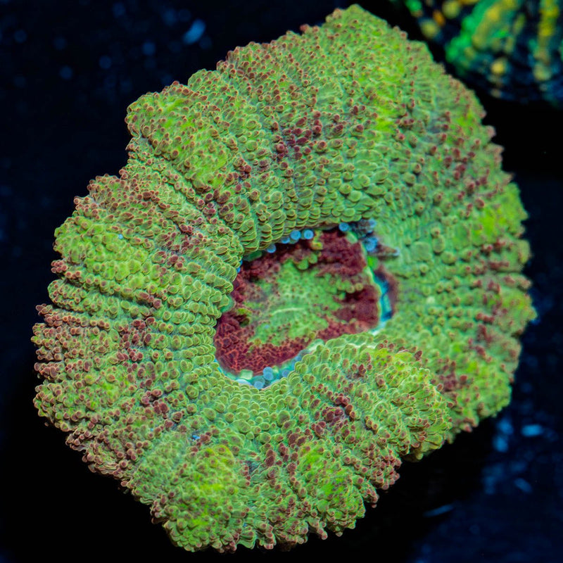 Tremors Asian Acan