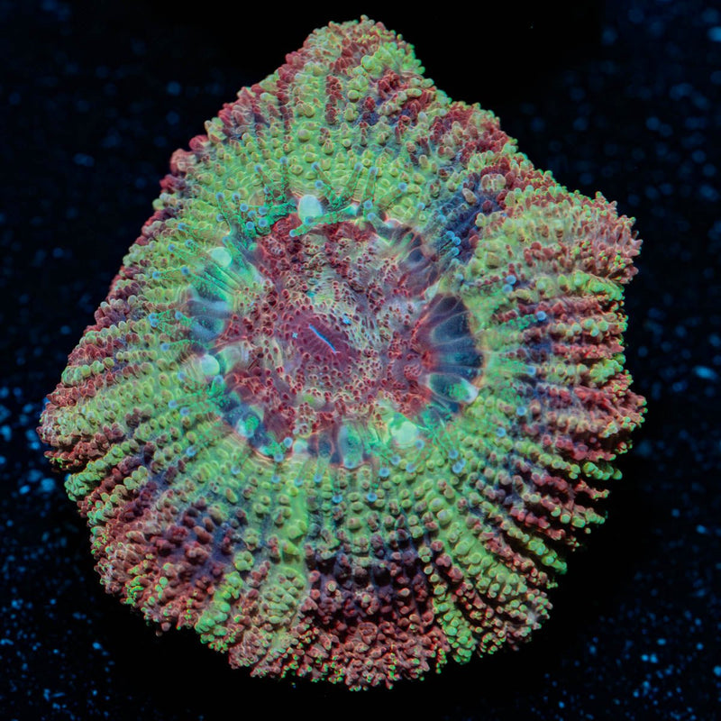 cyclops Asian Acan