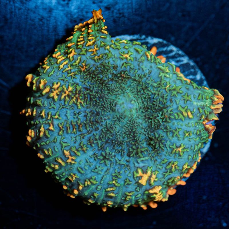 Teal Rhodactis Mushroom