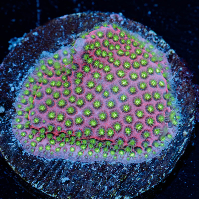 Electric daisy Stylocoeniella