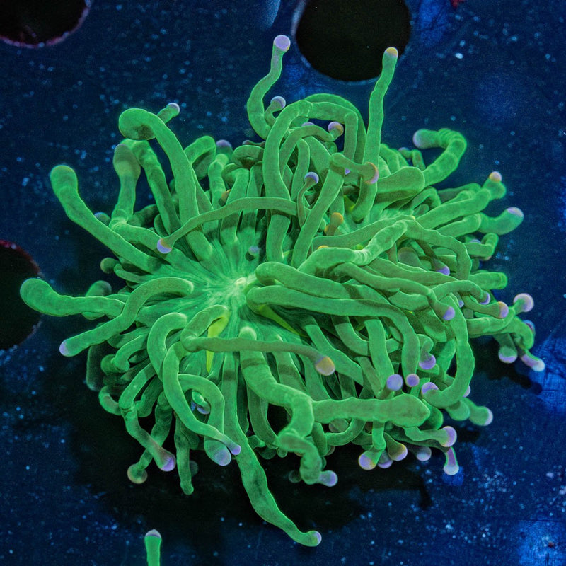 Cotton Candy Torch Euphyllia