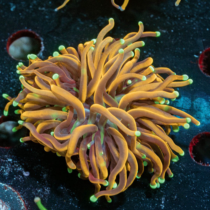 21 Tails Torch Euphyllia