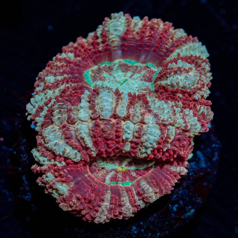 Red Fox asian Acan Micromussa