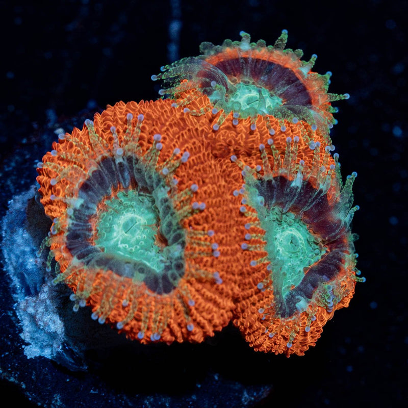 Crimson Micromussa Acan