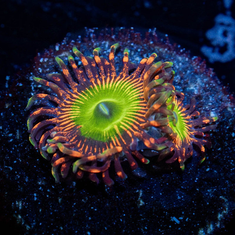 Bowser Zoanthid
