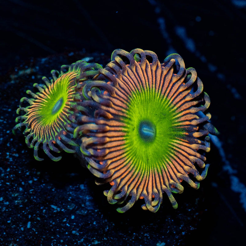 Candy Apple Pink Zoanthid