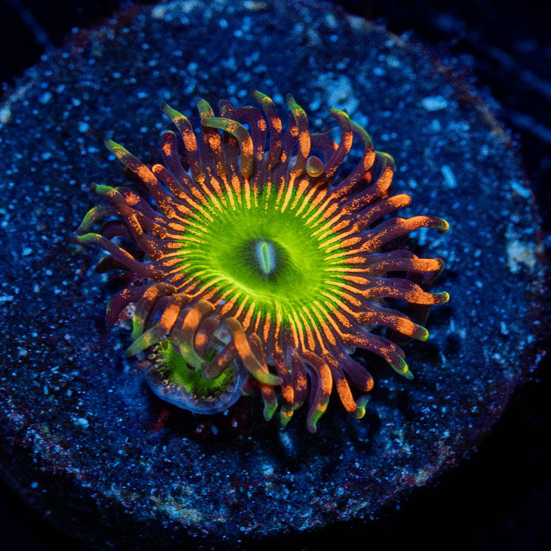 Bowser Zoanthid