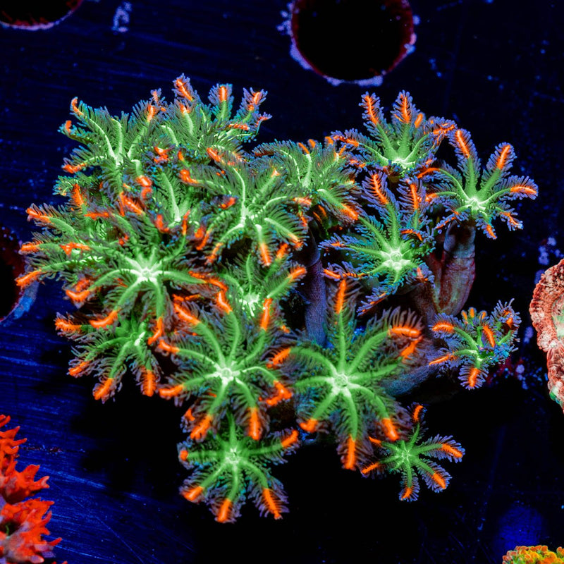 ACR FireWork Clove Polyp