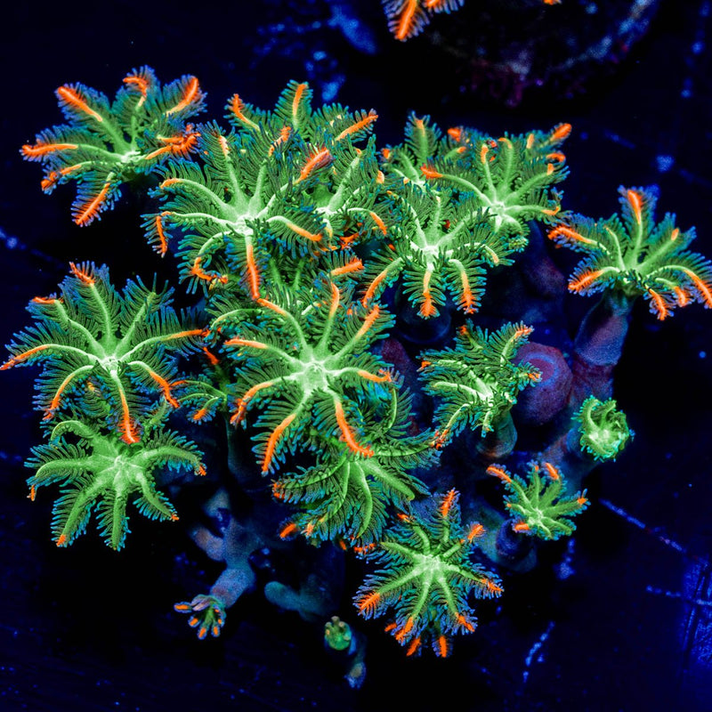 ACR FireWork Clove Polyp