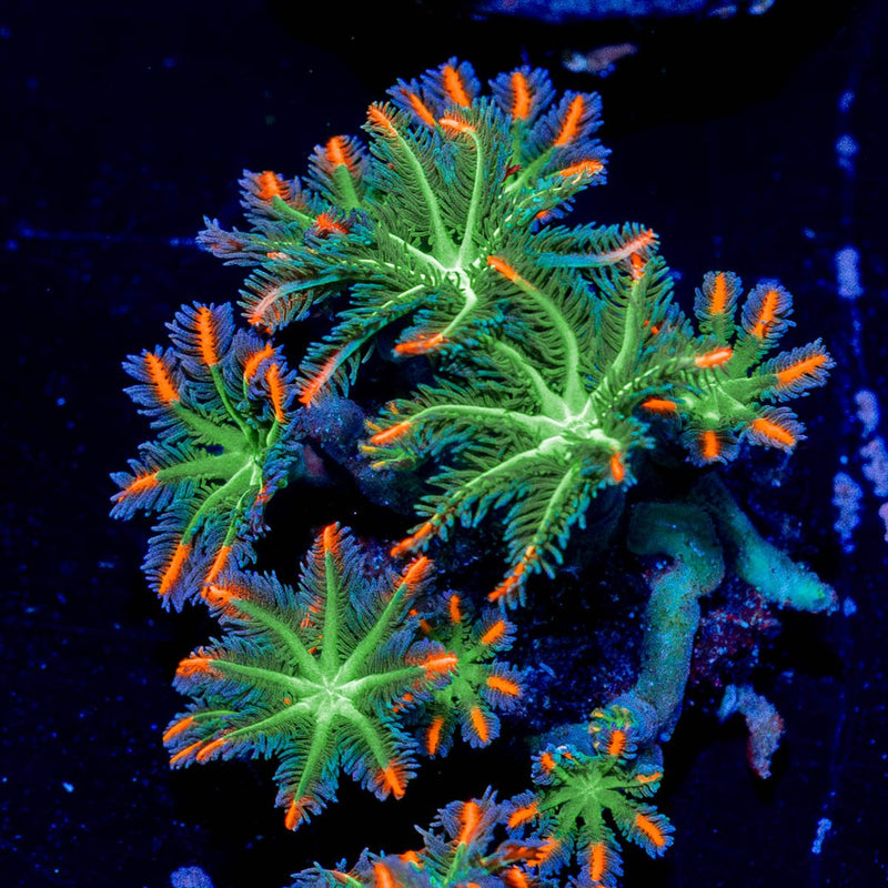 ACR FireWork Clove Polyp