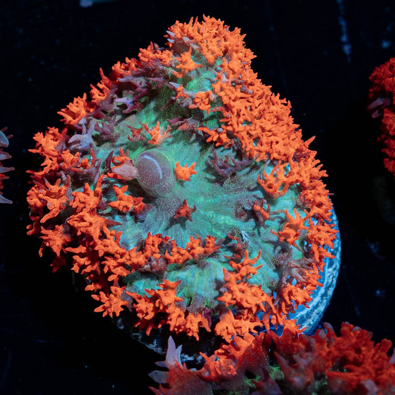 Red Saint Thomas Mushroom