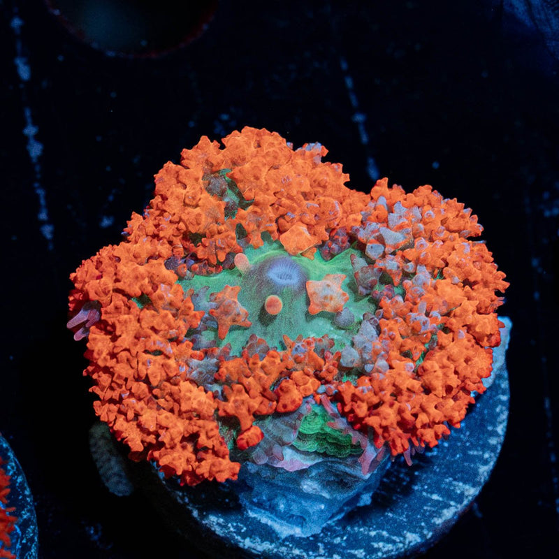 Red Saint Thomas Mushroom