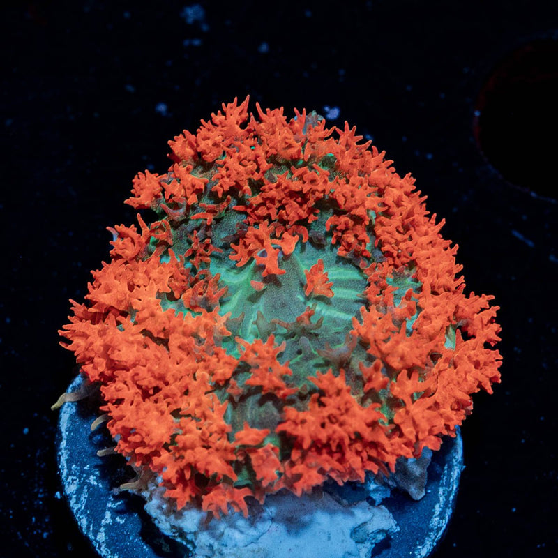 Red Saint Thomas Mushroom