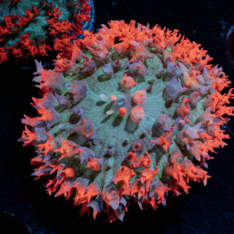 Red Saint Thomas Mushroom