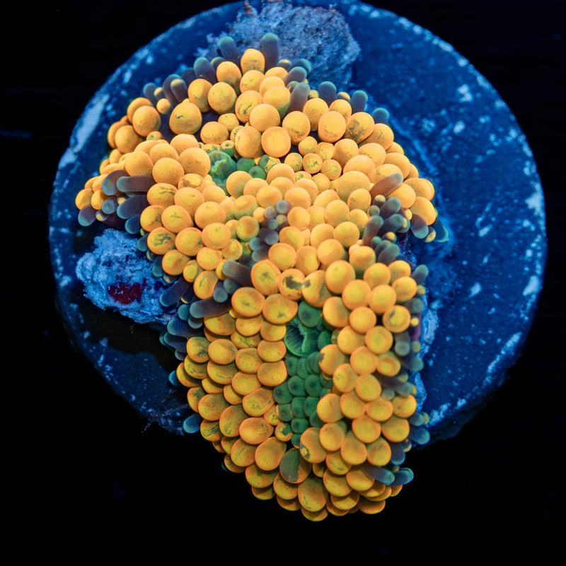 Ultra Orange Ricordea Mushroom