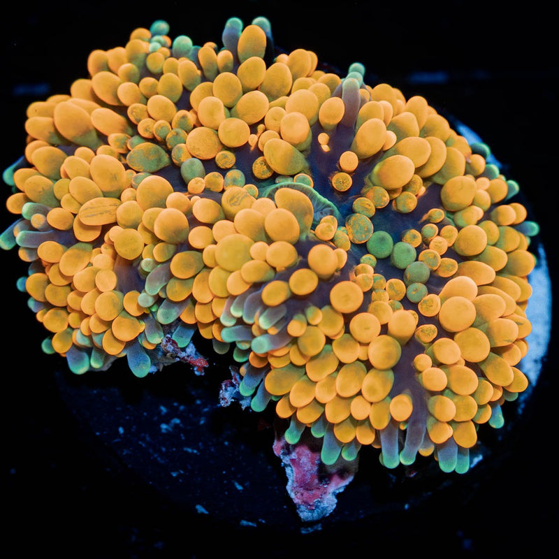 Ultra Orange Ricordea Mushroom