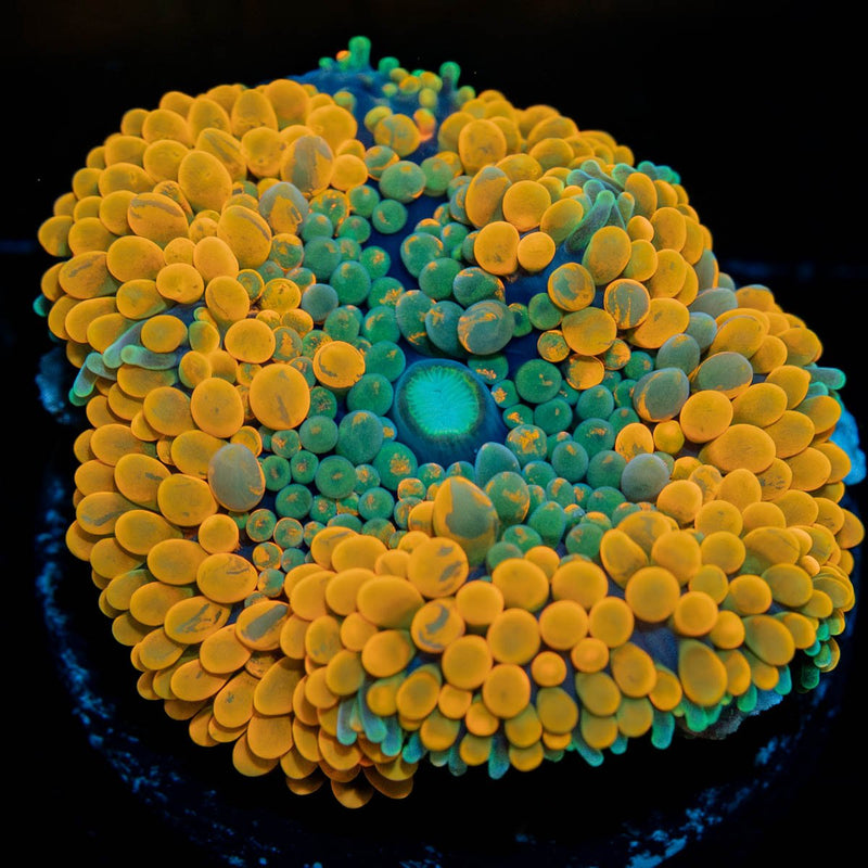 Ultra Orange Ricordea Mushroom