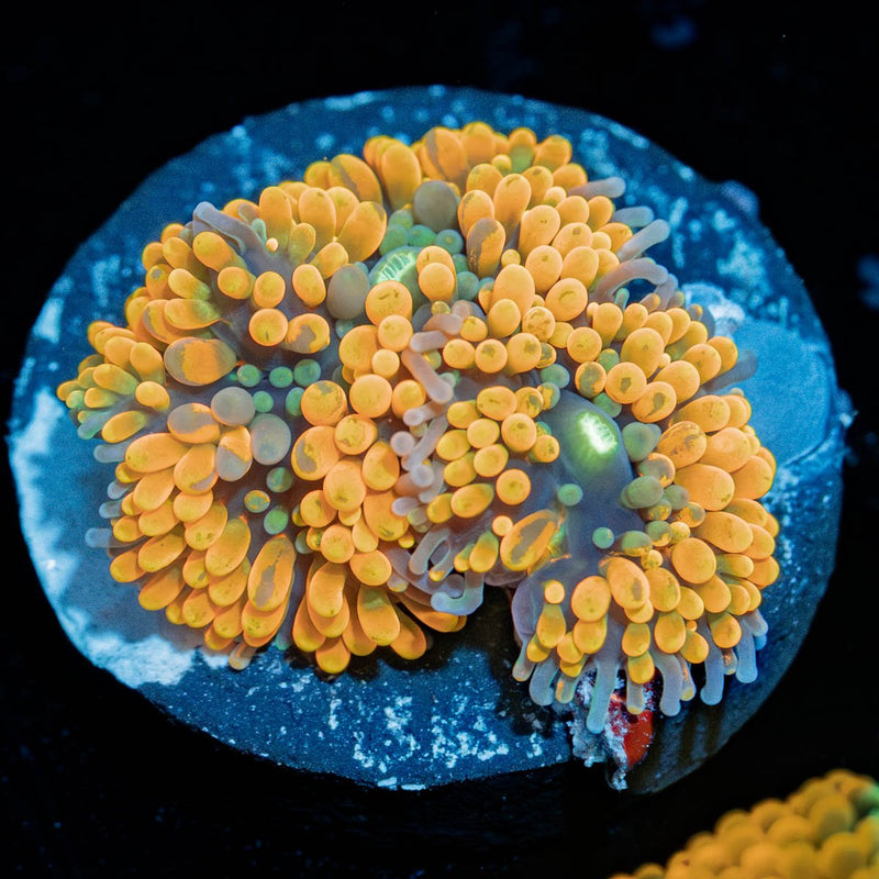 Ultra Orange Ricordea Mushroom