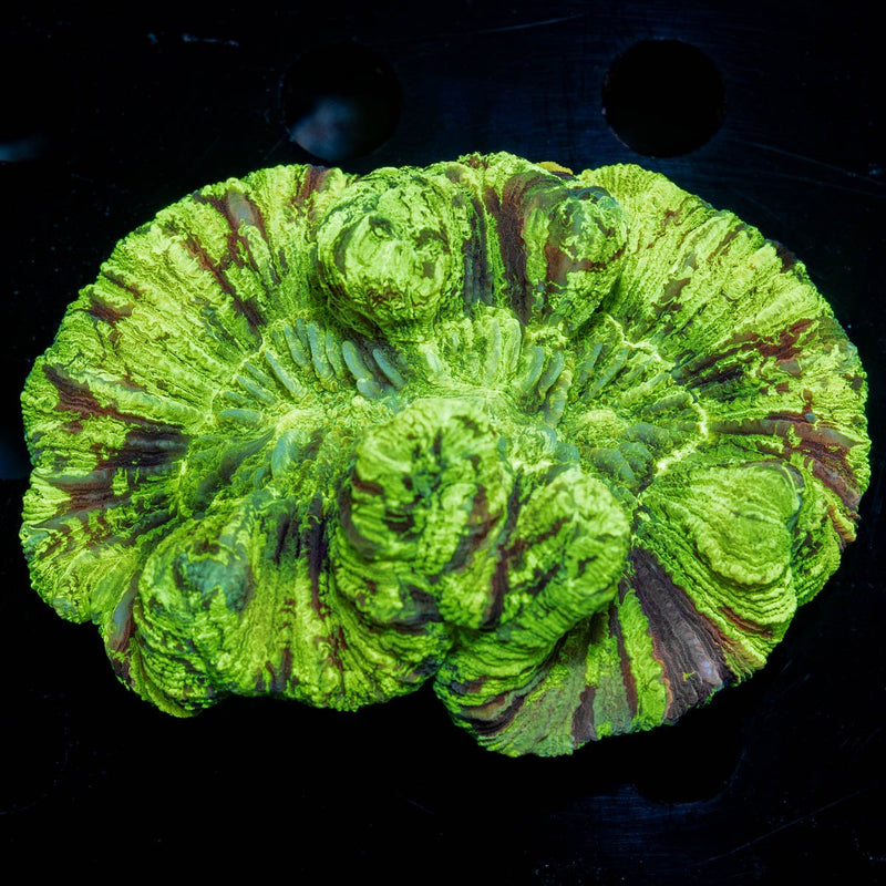 Toxic Spill Trachyphyllia