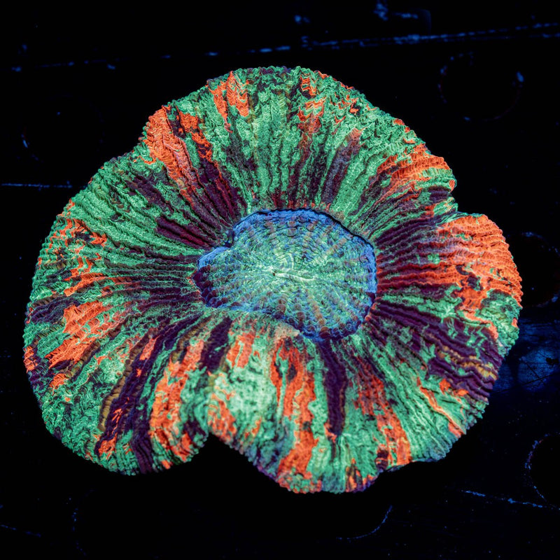Rainbow Trachyphyllia