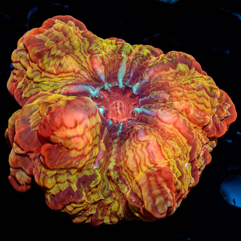 Eldorado Indophyllia