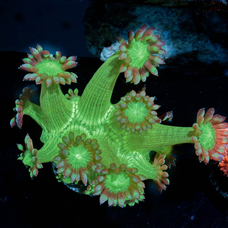 Bubble Toes Goniopora