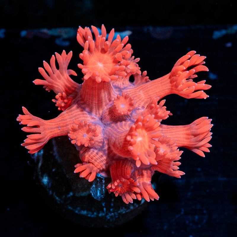 Red Goniopora