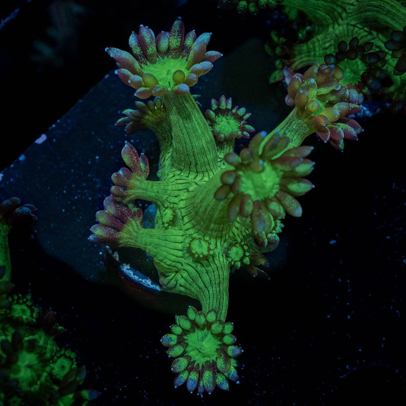 Bubble Toes Goniopora