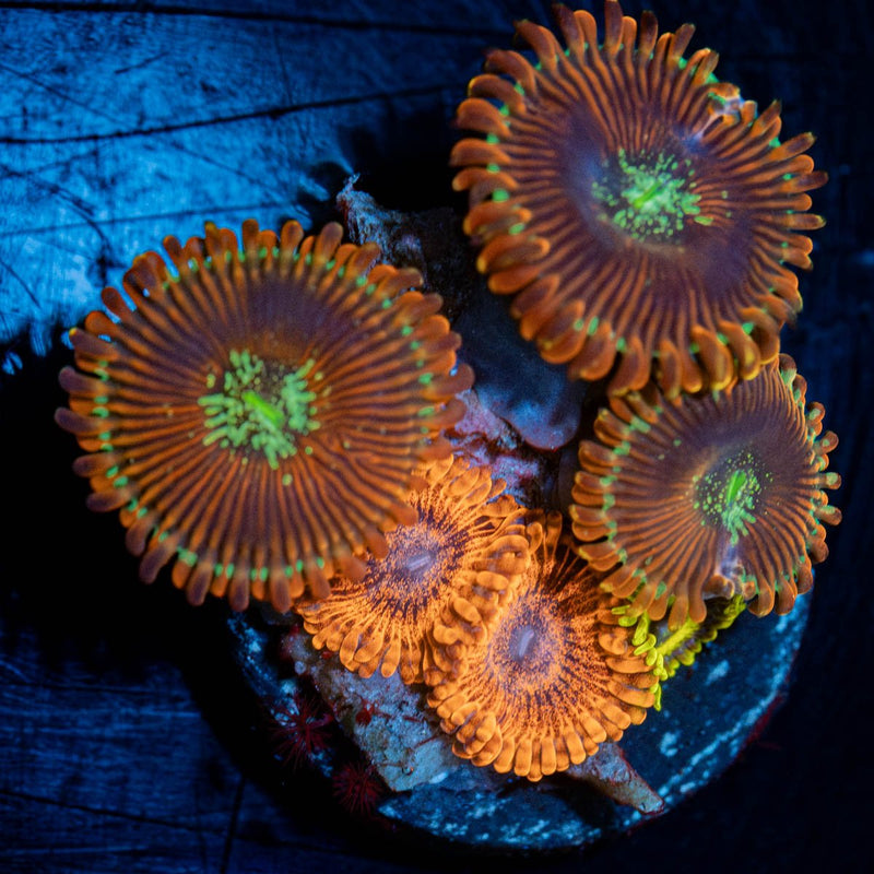 Combo Zoanthid Plug