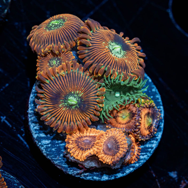 Combo Zoanthid Plug