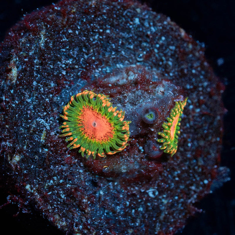 Awesome Blossom Zoanthids