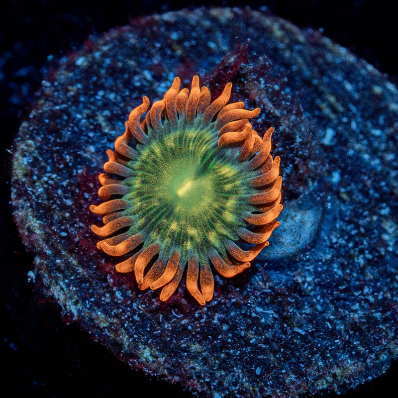 Blueberry Yum Yum Zoanthid