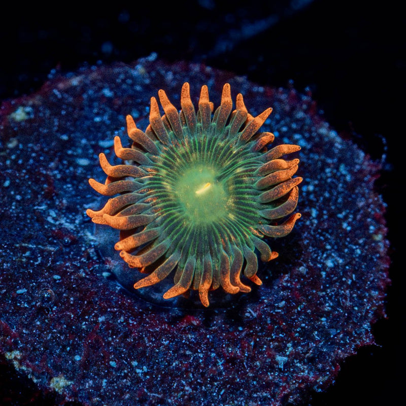 Blueberry Yum Yum Zoanthid