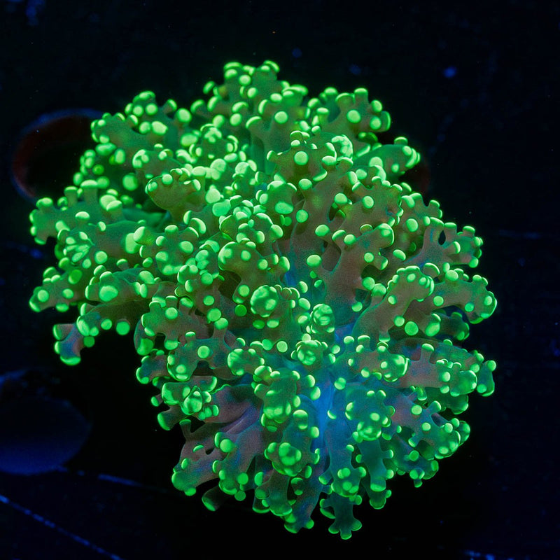 Green Frogspawn