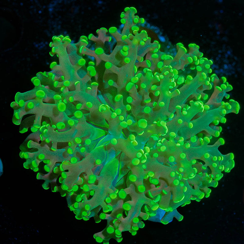Green Frogspawn