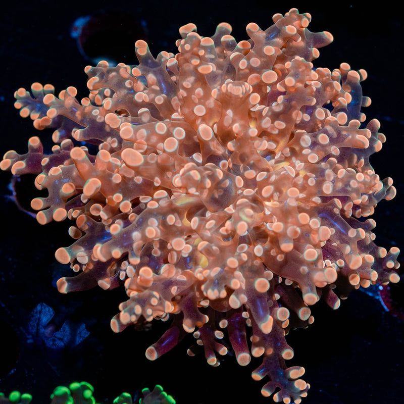 Peach Frogspawn