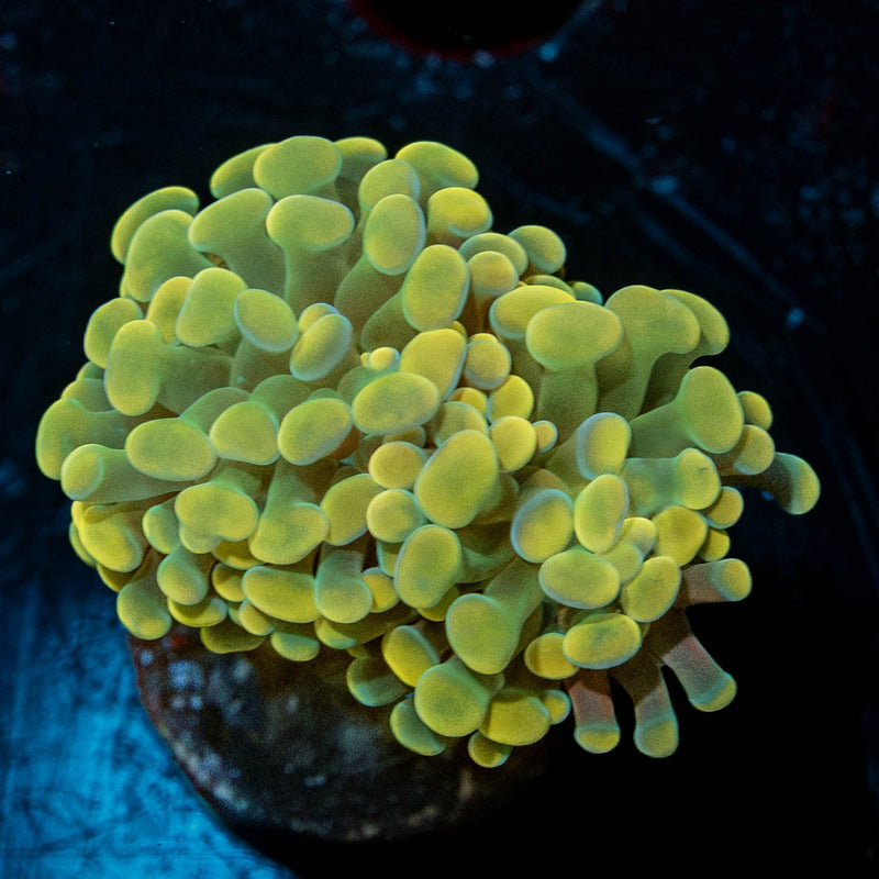 Gold Branching Hammer