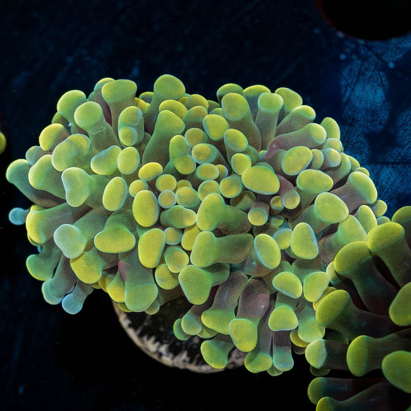 Gold Branching Hammer