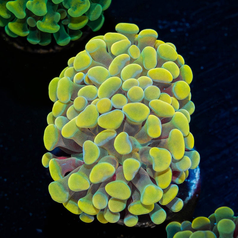 Gold Branching Hammer