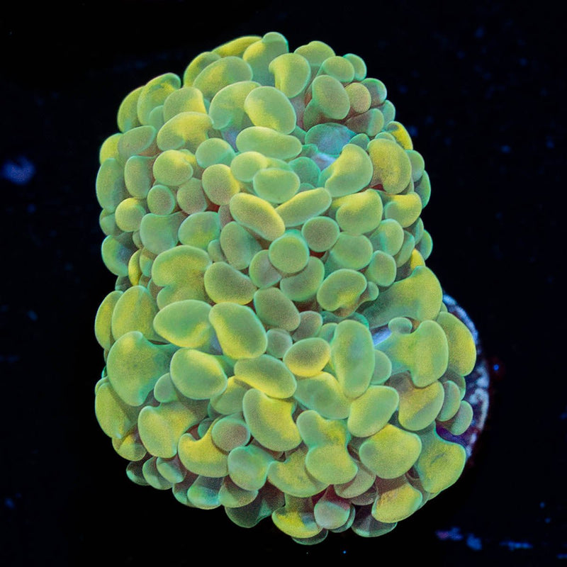 Gold Branching Hammer